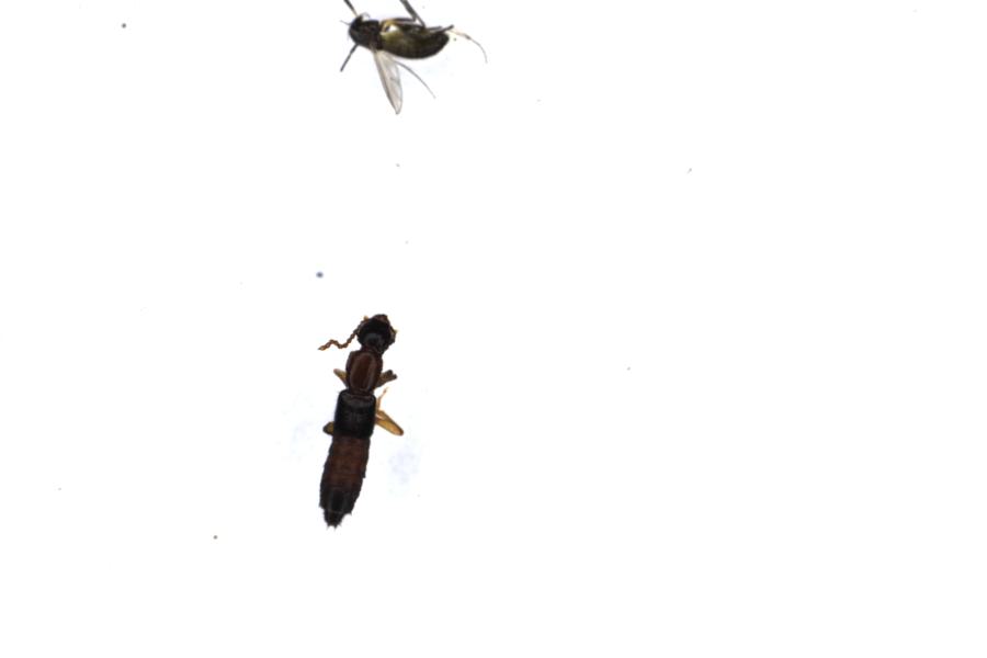 Image 40